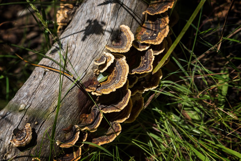 fungi-on-fallen-tree-tarilta-creek