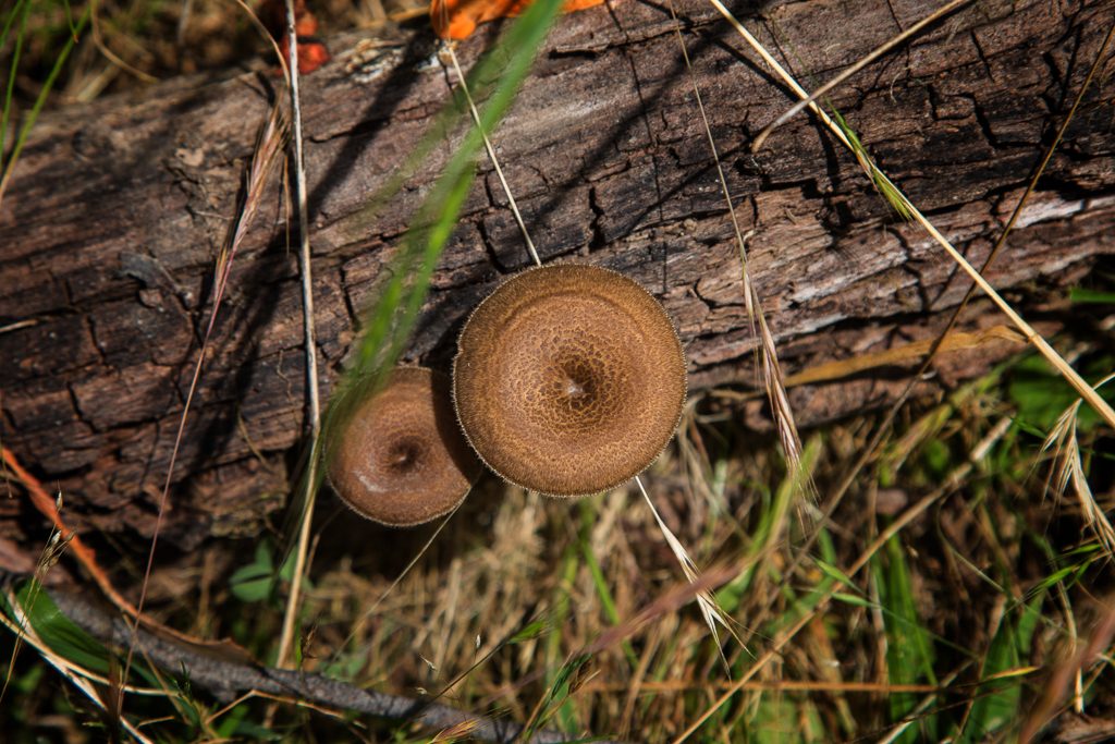 fungi-tree-tarilta-creek