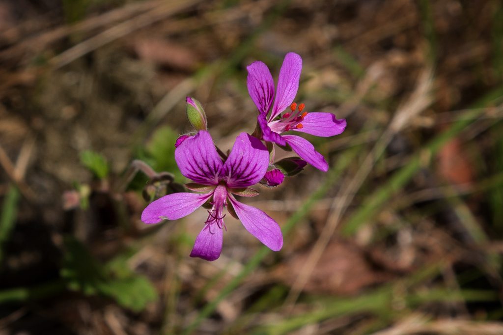 purple-flower-tarilta-creek