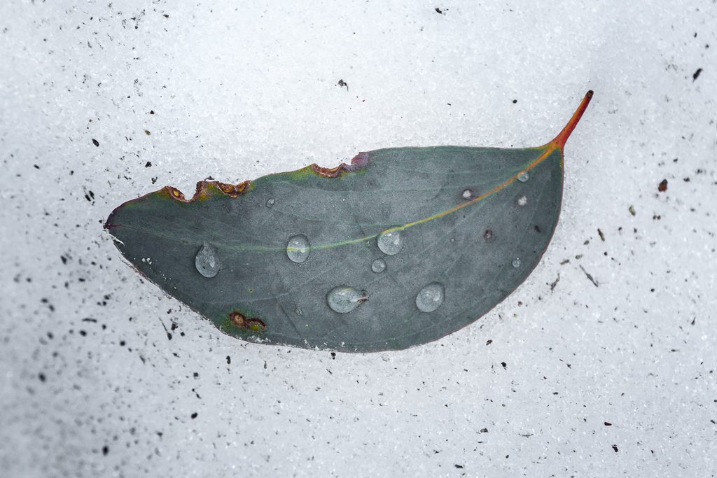leaf_water_drops_snow